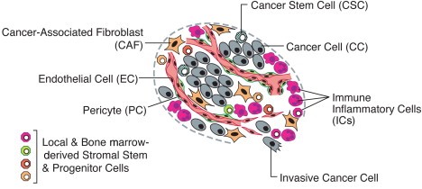 RepresentaciÃ³n esquemÃ¡tica del microambiente tumoral. Se muestran las cÃ©lulas tumorales (Cancer Cell y Cancer Stem Cell), combinadas con cÃ©lulas fibroblÃ¡sticas (Cancer-Associated Fibroblast y Pericyte), cÃ©lulas de los vasos sanguÃ­neos (Endothelial Cell) y cÃ©lulas del sistema inmunitario (Immune Inflammatory Cells). Fuente: Hanahan and Weinberg, 2011