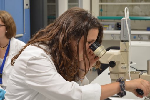 El IRB Barcelona acogerá a estudiantes para un proyecto de investigación sobre la mosca del vinagre (Drosophila melanogaster).