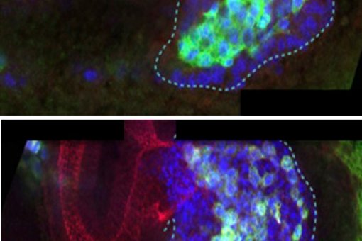 In a developing Drosophila embryo, (above) E-Cadherin keep cells together to facilitate coordinated migration; (below) without E-Cad cells are disorganised. (J Casanova lab)