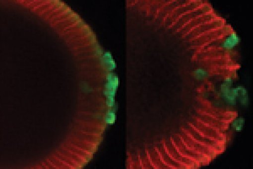 A section of a Drosophila embryo with somatic cells (red) and germinal cells (green). The left image shows a healthy context while the right shows cells affected by failure of the protection mechanism. Image: Jordi Casanova, IRB Barcelona