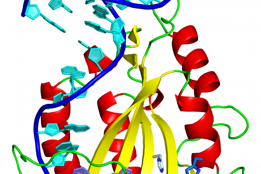 Estructura tridimensional de la proteína relaxasa unida a un fragmento de ADN. La histina, esencial para cortar y transferir el ADN, se muestra en azul (abajo a la derecha) (Radoslaw Pluta, IRB Barcelona)  