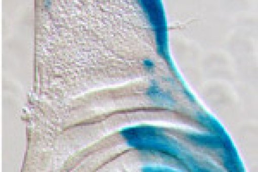 Hedgehog is present in the most posterior part of the wing primordium of Drosophila (blue)