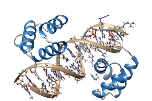 Estructura de TGIF1, unida al ADN.