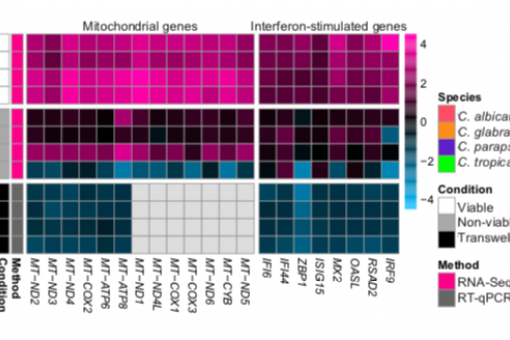 Level of mitochondrial gene expression and interferon response in human epithelial cells in response to infection with the four Candida species.
