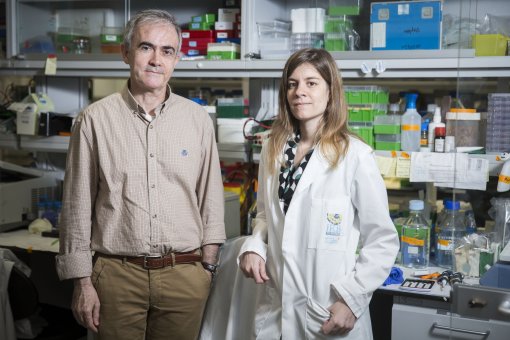 El cap de grup, Angel R. Nebreda, i l'estudiant de doctorat, Begoña Cánovas, al Laboratori de Senyalització i Cicle Cel·lular (M. Minocri, IRB Barcelona) 