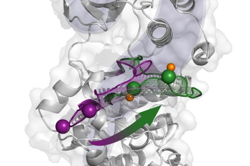 Los investigadores revelan detalles del mecanismo de activación de p38. La imagen representa los cambios estructurales del estado inactivo (púrpura) al activo (verde), propuesto por cristalografía de rayos X. Imagen: Antonija Kuzmanic.