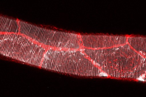 Image of the larval tracheal main tube, stained in white to mark the chitinous ECM and in red to mark the cell-cell junctions
