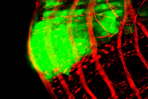 En verd, detall d’un tumor envoltat per fibres musculars de l'intestí de Drosophila, en vermell (O Martorell, IRB Barcelona)