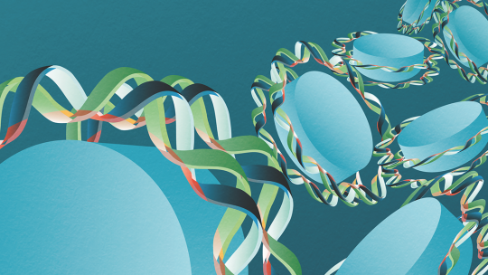 La molécula de ADN, formada por una doble hélice, rodea dos veces las histonas formando los nucleosomas. Las zonas rosadas son las que están enriquecidas por pares de bases de Adenina/Timina (Autora: Iris Joval Granollers)