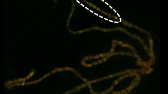 Imatge de microscòpia de cromosomes gegants (politènics) de Drosophila melanogaster, on els científics van visualitzar per tinció la presència de la proteïna dDsk2, mai abans relacionada amb la cromatina (R Kessler, IRB Barcelona) 