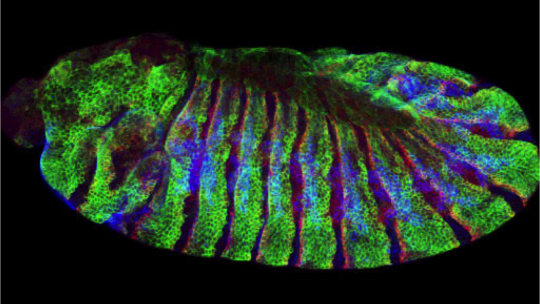 The fruit fly Drosophila melanogaster, an animal model used to study developmental processes. 