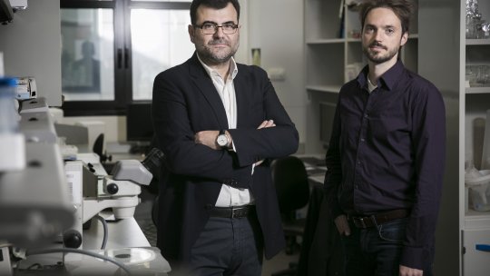 El investigador ICREA Eduard Batlle y el primer autor del estudio Daniele Tauriello en el Laboratorio de Cáncer Colorrectal (M. Minocri, IRB Barcelona) 