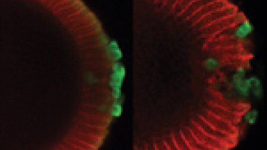 A section of a Drosophila embryo with somatic cells (red) and germinal cells (green). The left image shows a healthy context while the right shows cells affected by failure of the protection mechanism. Image: Jordi Casanova, IRB Barcelona