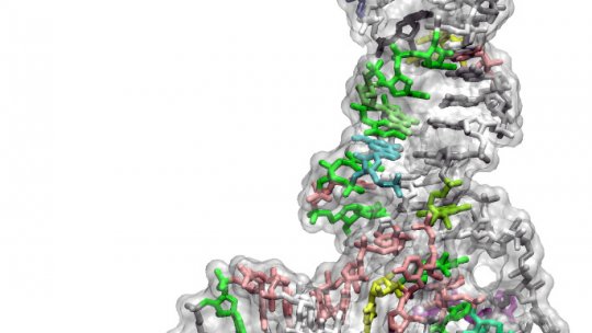 Representació 3D d'un ARN de transferència (tRNA). Aquestes molècules són centrals en la traducció de gens a proteïnes. En elles es troba la raó per la qual el codi genètic no va poder créixer més enllà de 20 aminoàcids (Autor: Pablo Dans, IRB Barcelona)