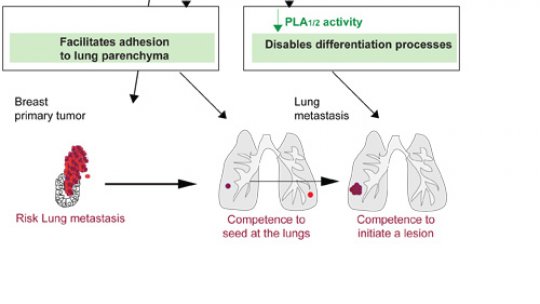 Graphic explaining the consequences of the loss of function of RARRES3 for breast cancer lung metastasis (Author: Gomis Lab, IRB)
