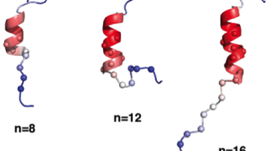 L’hèlix del receptor androgènic de la poliglutamina esdevé cada vegada més estable a mesura que augmenta el nombre (n) de residus d’aminoàcids de glutamina.