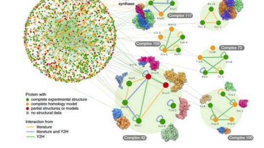 Map of protein-protein interactions of E. coli