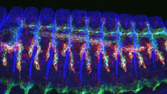 Image of a Drosophila embryo  showing the tracheal branches in green (Image: Gaëlle Lebreton, IRB Barcelona)