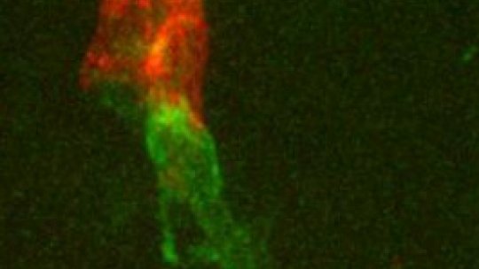 Trachea development in the Drosophila fly. the leading cell (green) dragging the group of six cells (red) (Image: Gaëlle Lebreton, IRB Barcelona)
