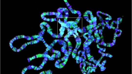 Cromosomas politénicos de Drosophila. En amarillo, el cromocentro, región donde se acumula la heterocromatina. Imagen: Jordi Bernués, IRB Barcelona.