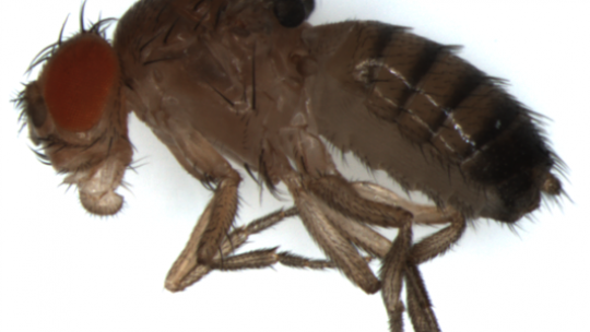 Drosophila sin alas. La eliminación de la histona H1 en el ala causa la muerte celular y la ausencia de alas. Imagen: Jordi Bernués, IRB Barcelona.