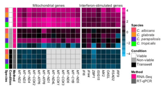 Level of mitochondrial gene expression and interferon response in human epithelial cells in response to infection with the four Candida species.