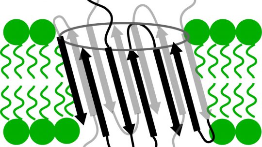 Diagrama de una posible estructura adoptada por los oligómeros en la membrana celular