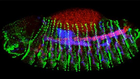 Tracheas of the fruit fly Drosophila melanogaster (in blue and red) are a good model to study cell migration (Author: E Butí, IRB)