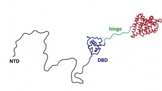 En vermell, domini de la proteïna receptor d’andrògens on s’uneixen els fàrmacs per tractar el càncer de pròstata. En blau i en negre parts de la proteïna en estudi on podrien dirigir-se nous fàrmacs (Autor: Xavier Salvatella, IRB Barcelona)