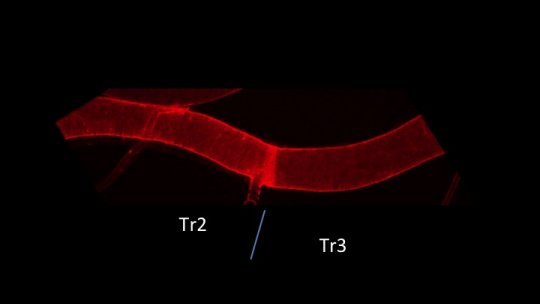 Fragment de tràquea de Drosophila. Externament, no s'observen diferències entre el segment Tr2, on es localitzen les cèl.lules mare facultatives, i Tr3 corresponent a la resta de cèl·lules del teixit (N.J. Djabrayan, IRBBarcelona)