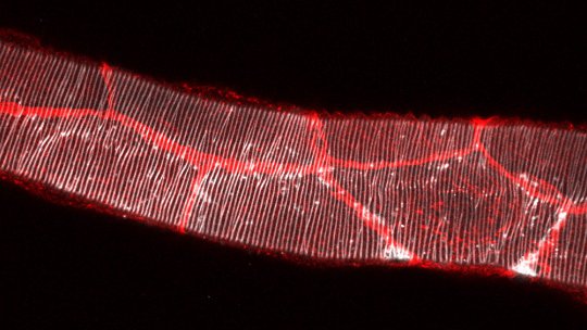 Image of the larval tracheal main tube, stained in white to mark the chitinous ECM and in red to mark the cell-cell junctions