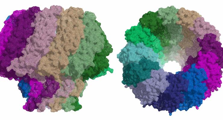 Image Epstein's virus protein structure
