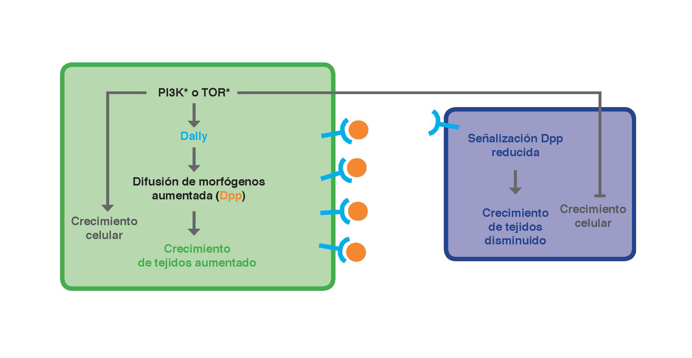 Figura2_PLoSBiology_MMilán