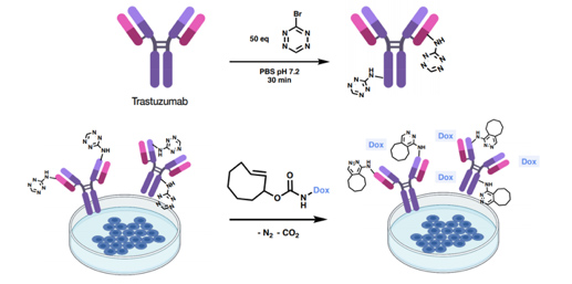 Figure 13. Bioorthogonal liberation of doxorubicin and subsequent cytotoxicity. Labeling of Trastuzumab using 50 equivalents of bromotetrazine and release of doxorubicin (red star) by the reaction of Trastuzumab-1 and TCO-Dox in BT474 (HER2+) cell culture.