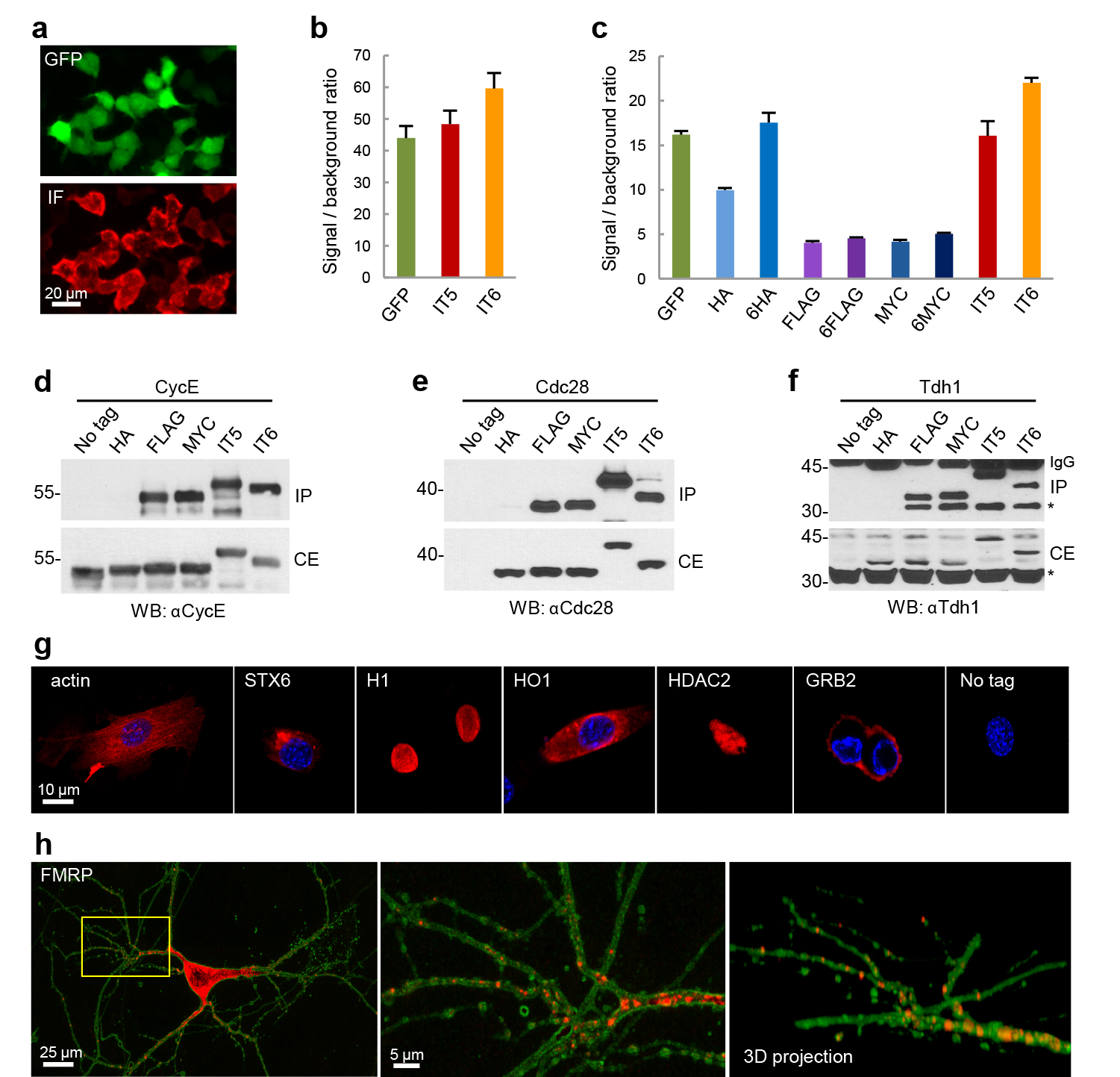 Inntags new tools for innocuous protein tagging IRB Barcelona