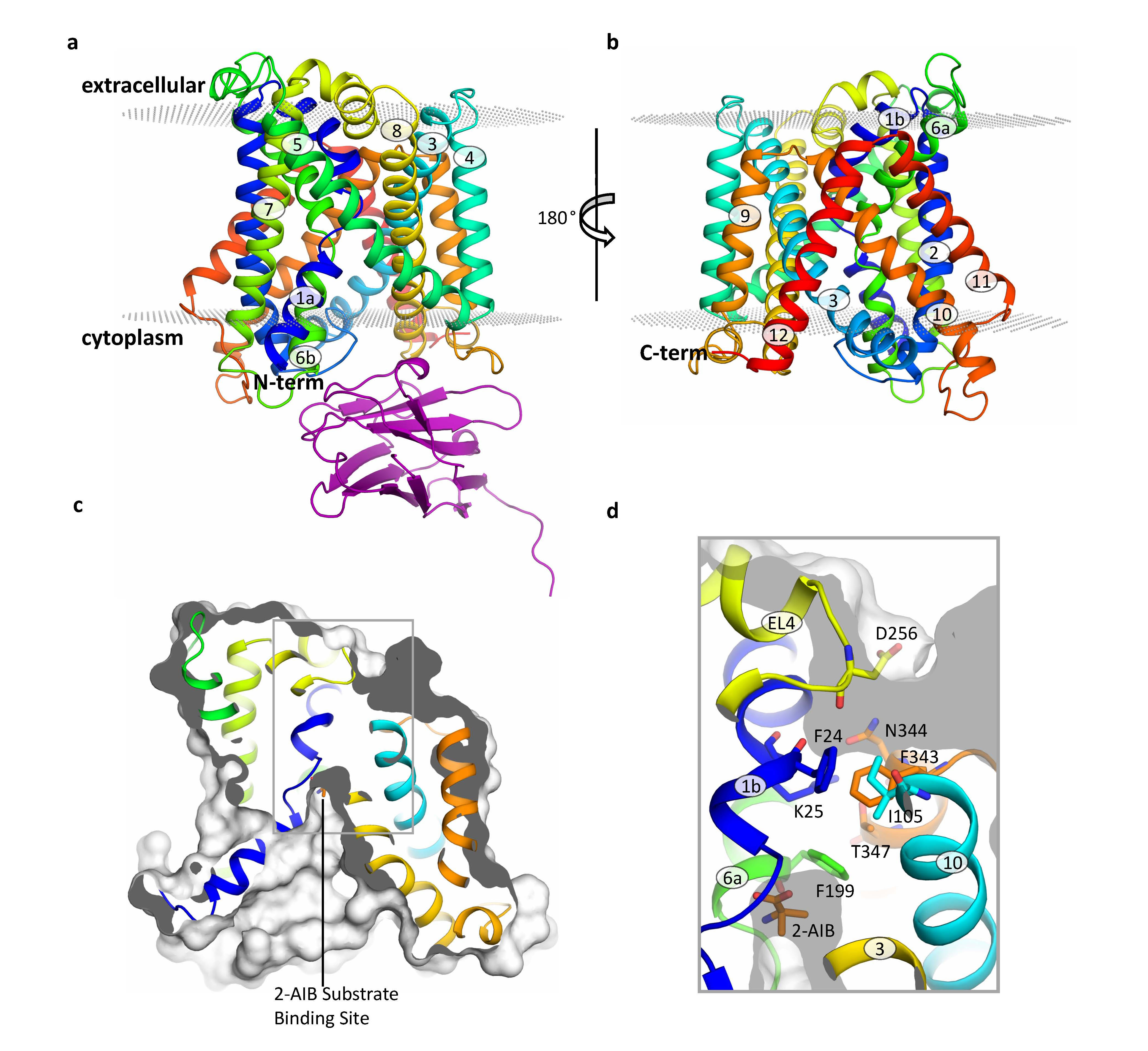 Characterisation of the structure and function of an Lamino acid