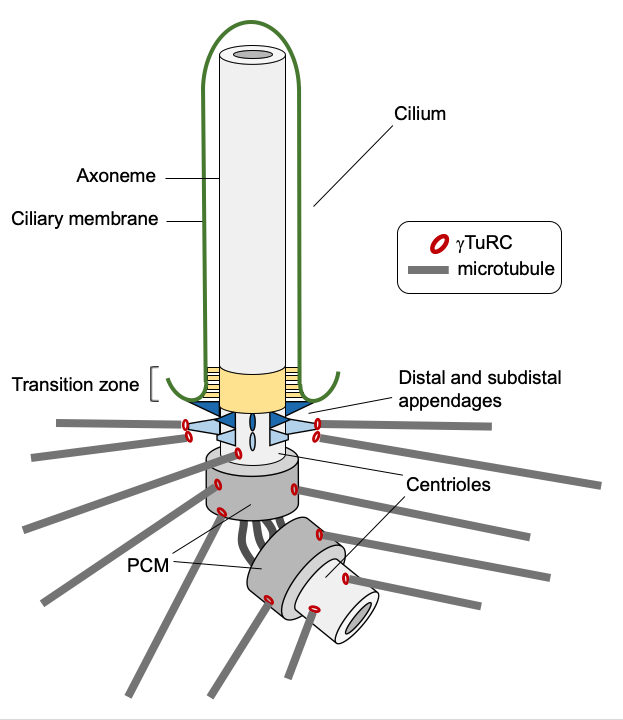 Centrosome and cilium