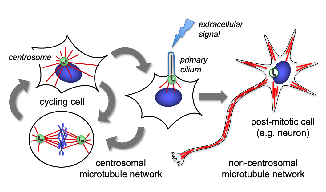 Microtubule organization proliferation differentiation