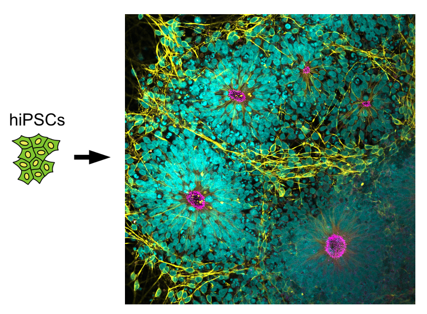 iPSCs to rosettes simple