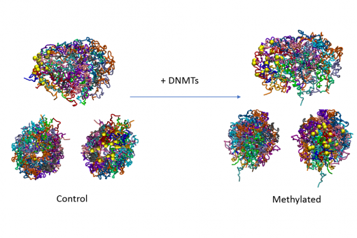 DNA methylation has an intrinsic effect on 3D genome structure