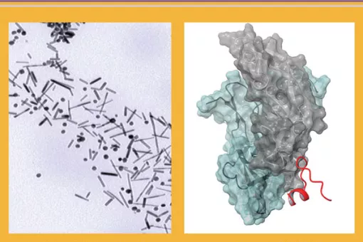 Portada QUÍMICA: L‘ingredient bàsic de la recerca biomèdica
