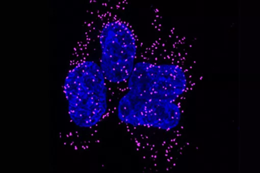 Proximity labeling reveals interaction between Heca and a key stress granule protein in human HeLa cells following stress induction (magenta). Cell nuclei are stained in blue.