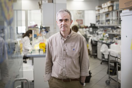 Angel R. Nebreda, cap del Laboratori de Senyalització i Cicle Cel·lular de l'IRB Barcelona