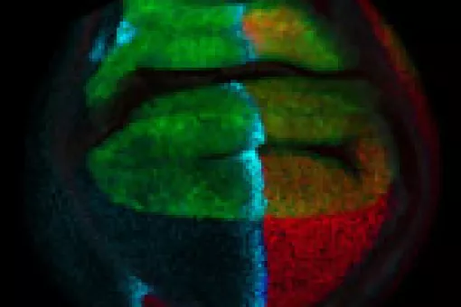 Developmental phase of the Drosophila wing. Image ©: M Milán, IRB Barcelona