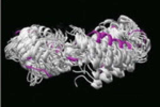 Protein structure obtained with COCO. Image: Laughton et al.