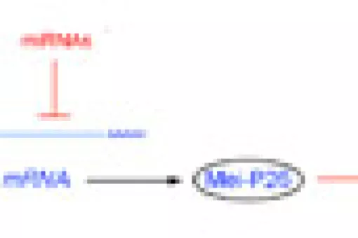 Diagram of  Myc regulation by miRNAs. (c) Lab M. Milán.