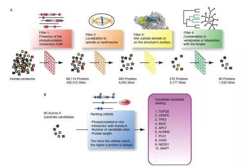 Representation of the "filters" used in the computational strategy developed by the researchers