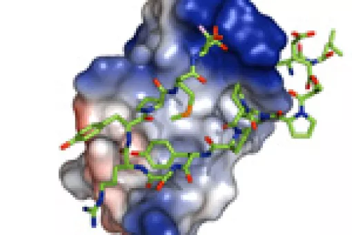 The ubiquitin ligase Nedd4L (large molecule) binds constitutively and directly to the Smad7 protein (green sticks) at the specific WW2 domain discovered by the researchers.