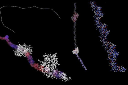 Different views of a DNA molecule ©3DMaps/IRB Barcelona/BSC-CNS