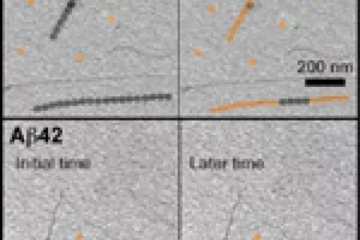 Initial Aß40 molecules dissociate and reassociate through both ends of the fibrils faster than the Aß42 molecules (Initial molecules: grey circles. recycled molecules: orange circles).
